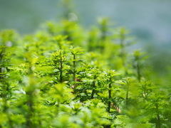 Limnophila trichophylla