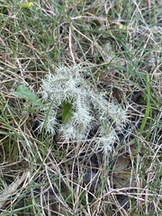 Usnea strigosa