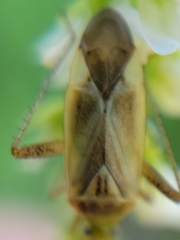 Adelphocoris lineolatus