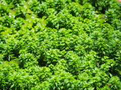 Limnophila trichophylla