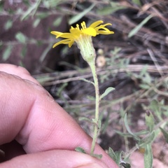 Heterotheca hirsutissima