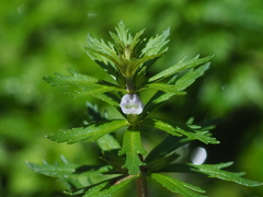 Limnophila trichophylla