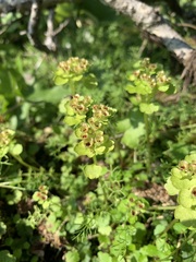 Chrysosplenium tetrandrum