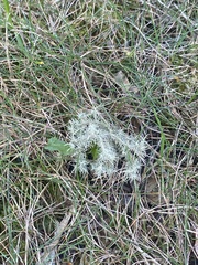Usnea strigosa