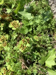 Chrysosplenium tetrandrum