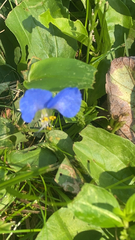 Commelina communis