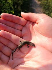 Lacerta agilis