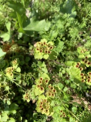 Chrysosplenium tetrandrum