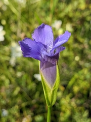 Gentianopsis crinita