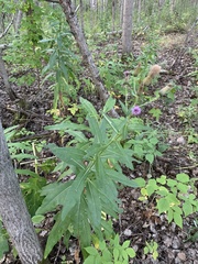 Cirsium arvense integrifolium