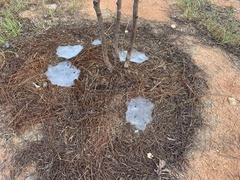 Frontinella pyramitela