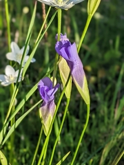 Gentianopsis crinita