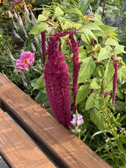 Amaranthus caudatus