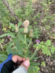 Cirsium arvense integrifolium