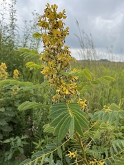 Senna hebecarpa