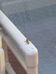 Milesia virginiensis