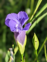 Gentianopsis crinita
