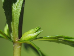 Limnophila trichophylla