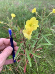 Oenothera parviflora
