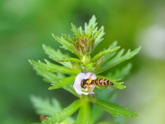 Sphaerophoria vockerothi