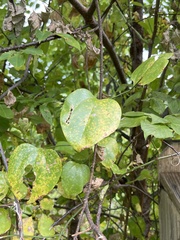 Smilax rotundifolia