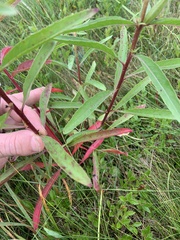 Oenothera parviflora