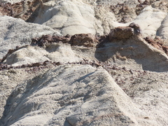 Salpinctes obsoletus