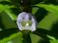 Limnophila trichophylla
