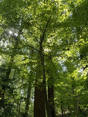 Carpinus caroliniana