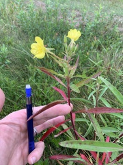 Oenothera parviflora