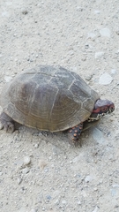 Terrapene carolina triunguis