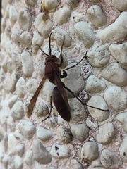 Polistes tenebricosus