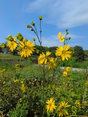 Silphium terebinthinaceum