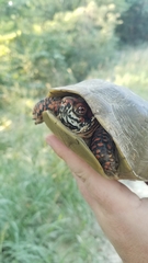 Terrapene carolina triunguis