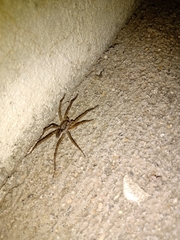 Lycosinae