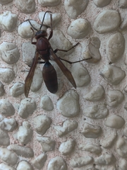 Polistes tenebricosus