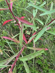 Oenothera parviflora