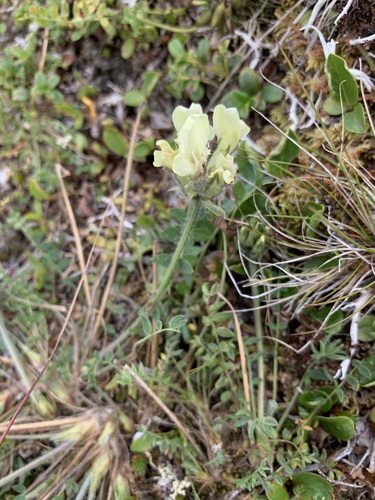 Oxytropis sordida, photograph 1