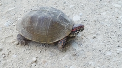 Terrapene carolina triunguis