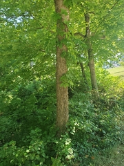 Celtis occidentalis
