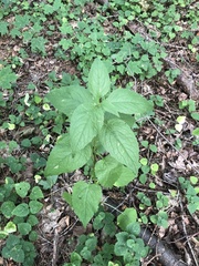 Campanula latifolia