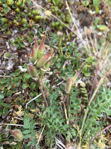 Oxytropis sordida, photograph 2