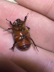 Scarabaeidae