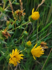 Grindelia squarrosa