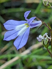 Lobelia kalmii