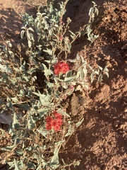 Nyctaginia capitata