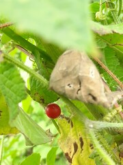 Cucumis maderaspatanus