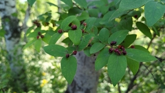 Lonicera