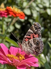 Vanessa virginiensis