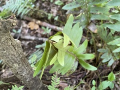 Herpetogramma aeglealis